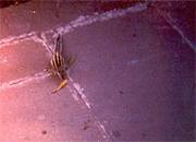 besagtes Eichhoernchen besagtes Eichhoernchen